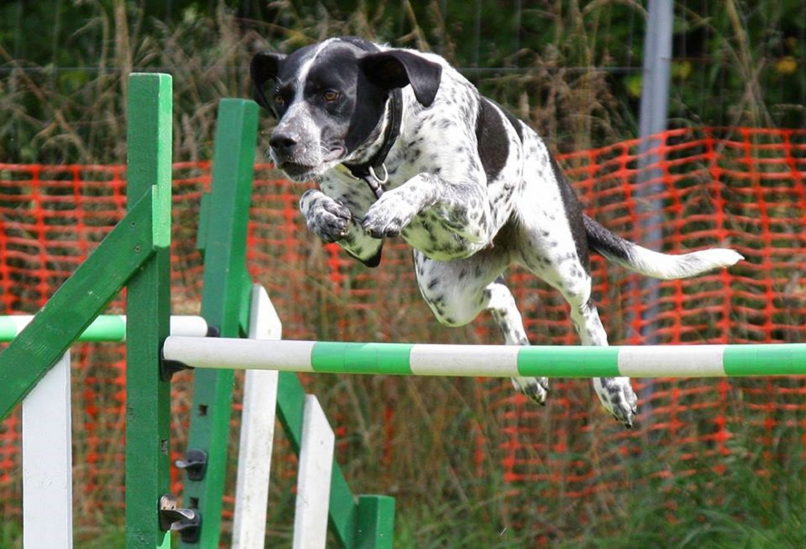 Agility Training