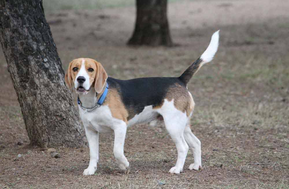 Beagle