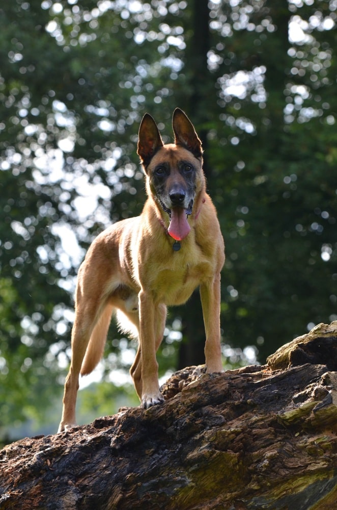 Belgian Malinois