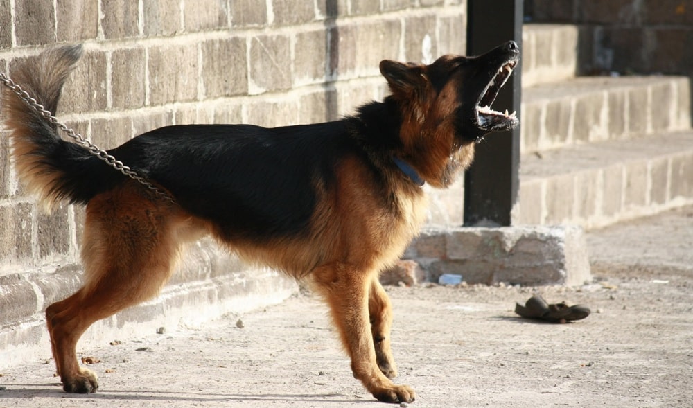 German Shepherd