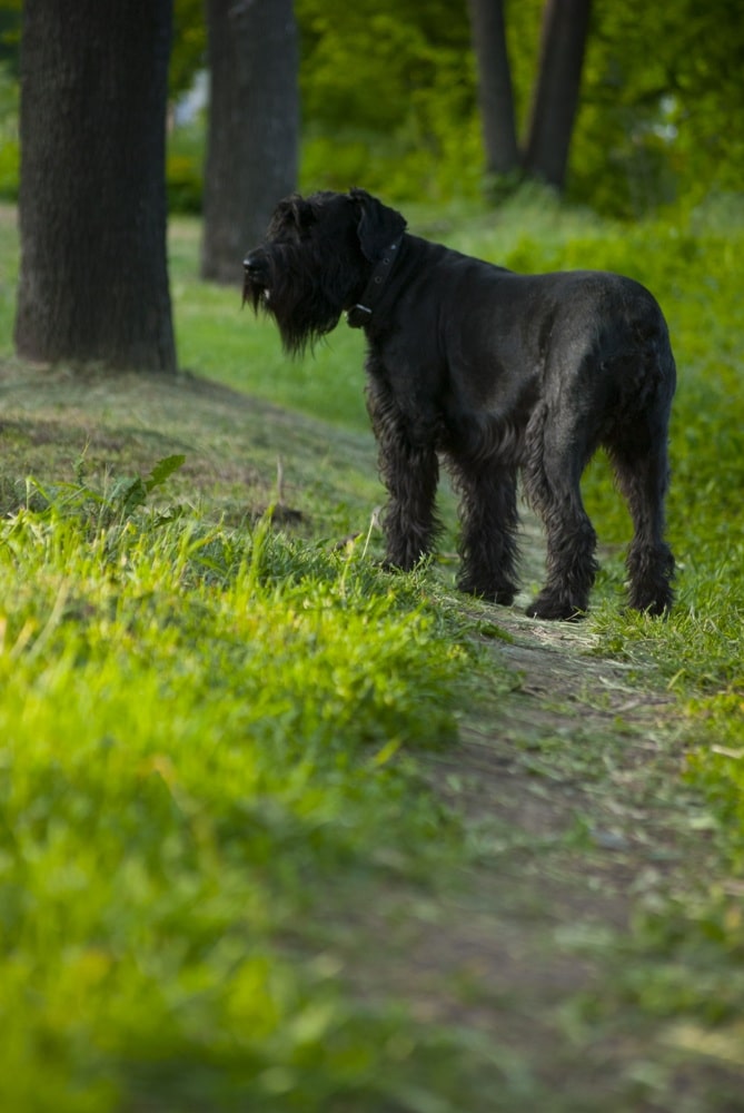 Giant Schnauzer