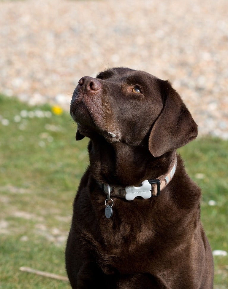 Labrador Retriever