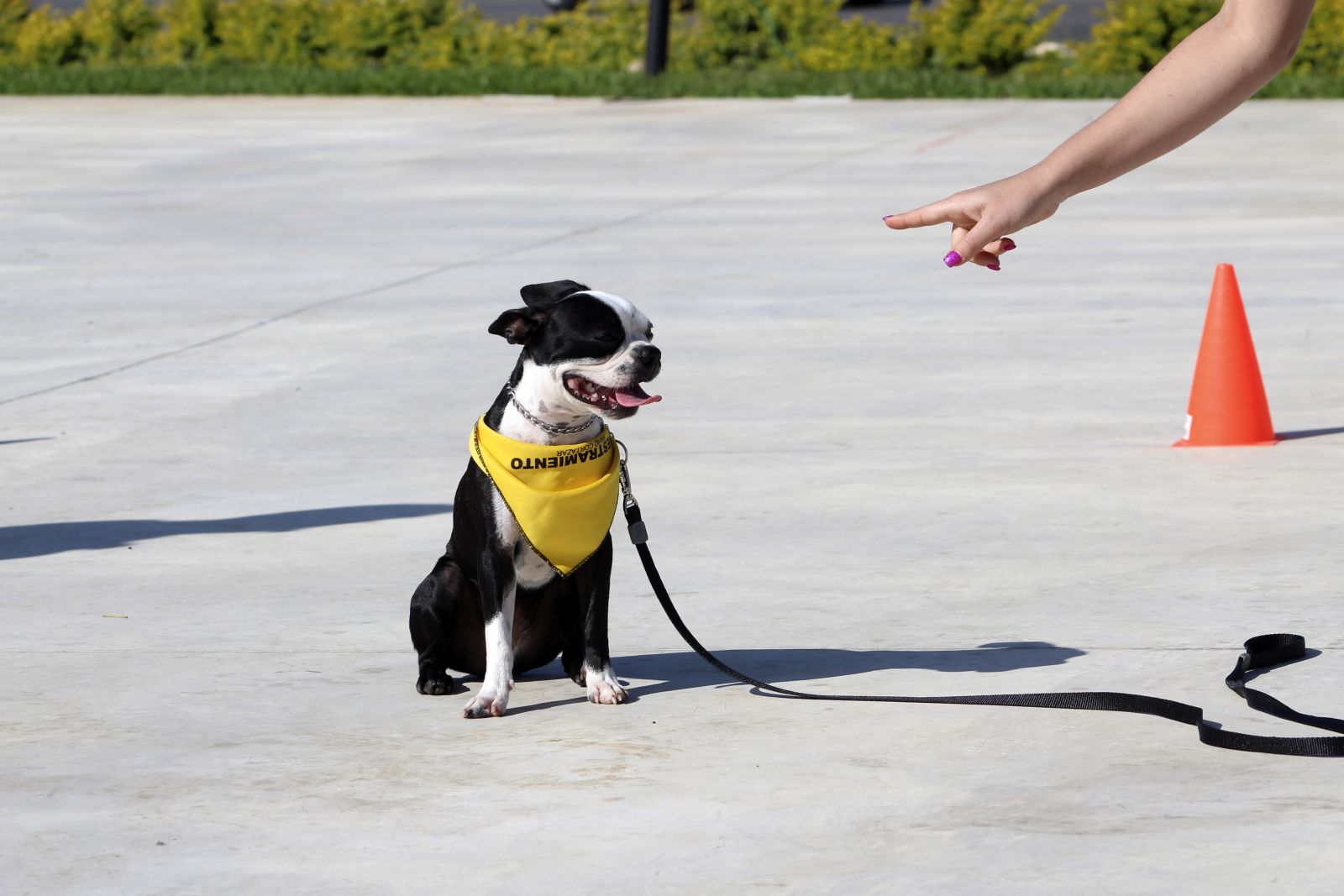 Obedience Training