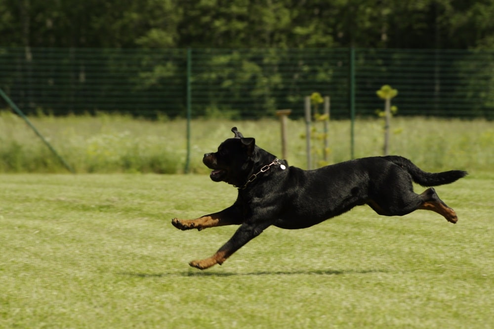 Similarities and Overlaps in Canine Training