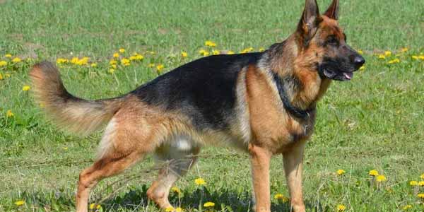 German Shepherd