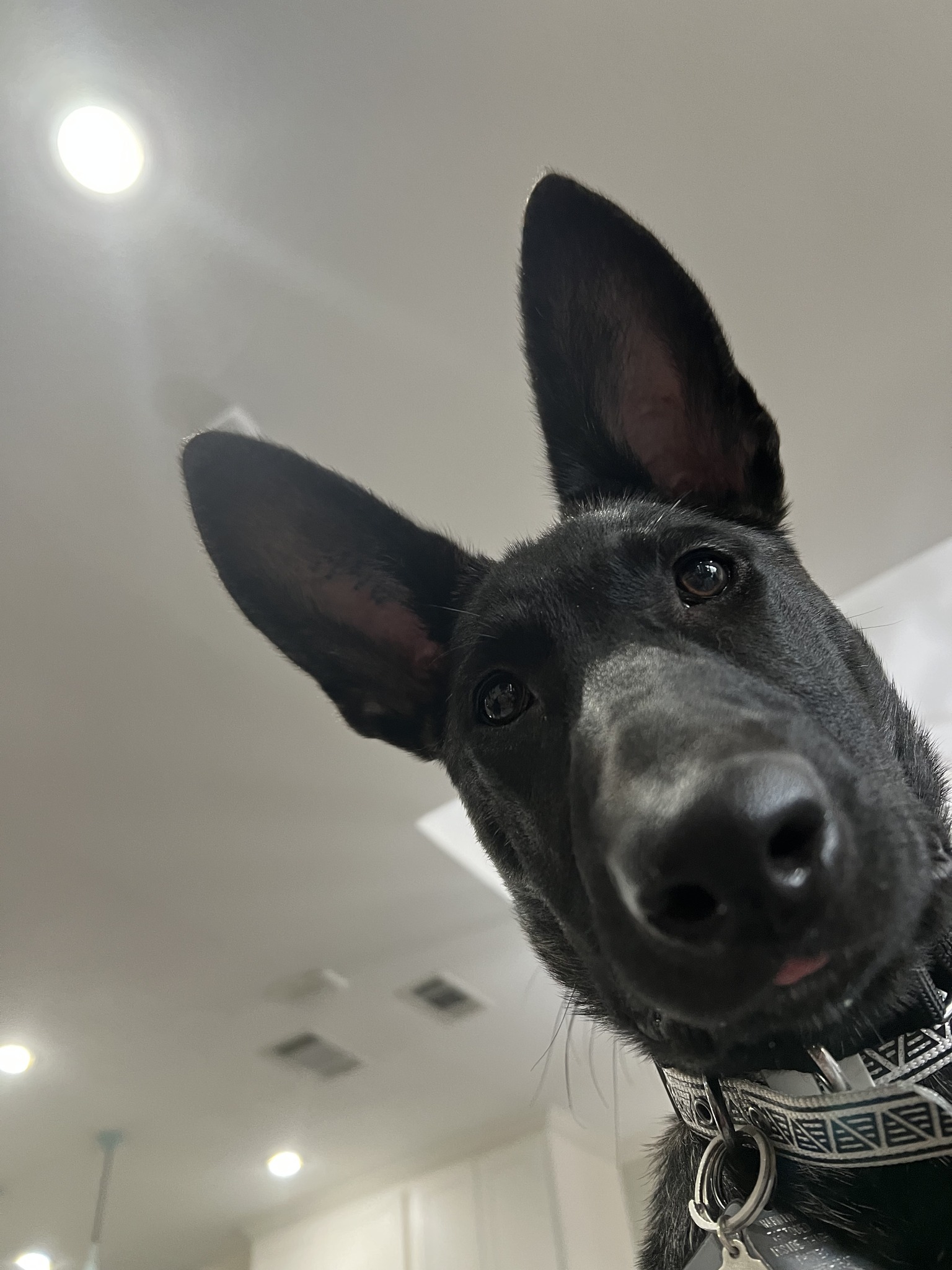 In-Depth K9 Solutions Dog Training Review: The Case of Leia