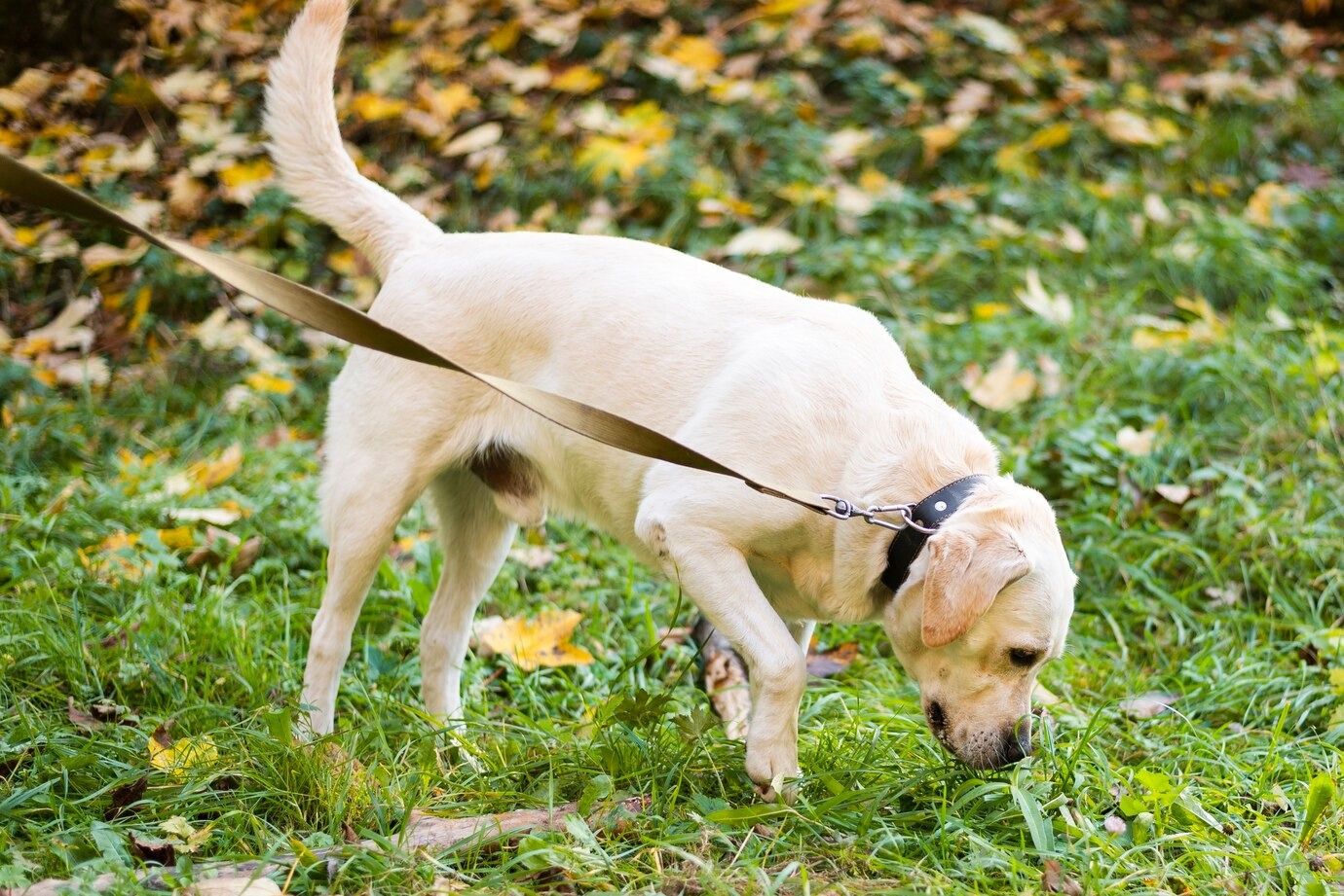 Why Is My Dog Eating Grass? Explore Digestion Problems