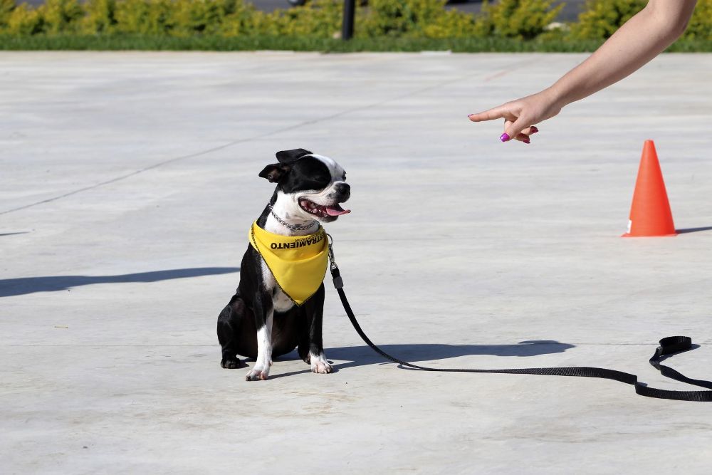 Mastering Obedience: The 5 Golden Rules of Canine Training for  Dog