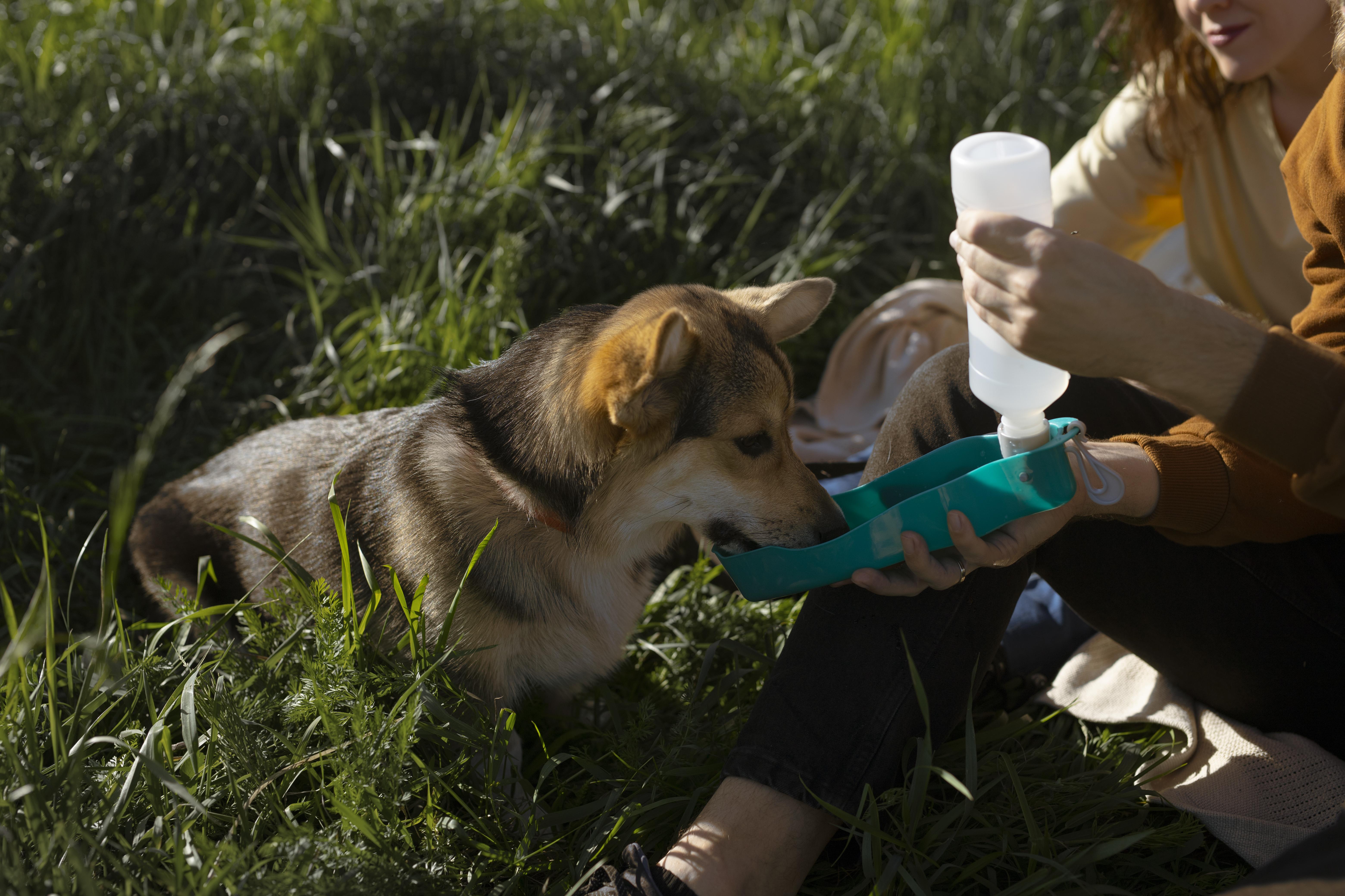 Dog Hydration Tips and Summer Care to Keep Your Pup Cool and Healthy