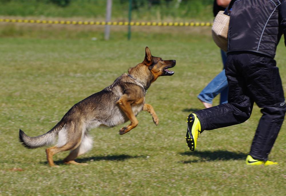 Numerous Benefits of Proper Protection Canine Training - Awareness for the dog parents
