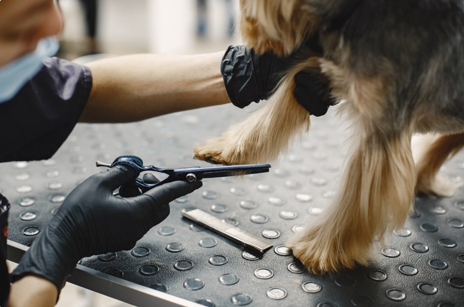 The Rise of Grooming as Pet Healthcare: A Deep Dive into Wellness and Early Detection