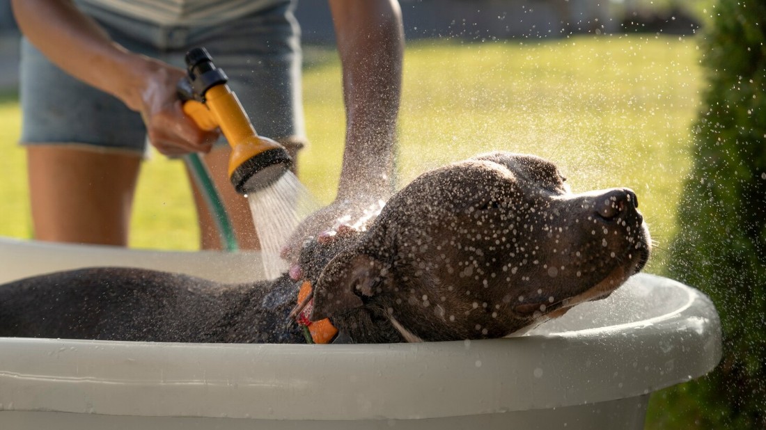 The Summer Hydration Guide: Fresh Water Tips to Protect Your Dog’s Health