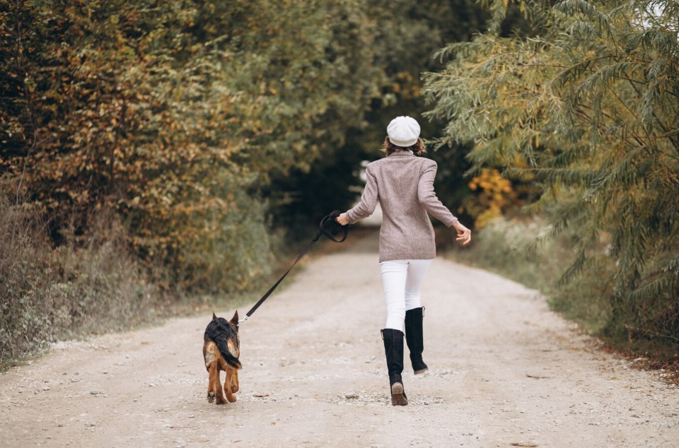 Top 10 Reasons Daily Walks Are Vital for Your Dog’s Health