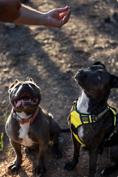 Pet Safety Tips: Keep Your Dog Happy and Healthy