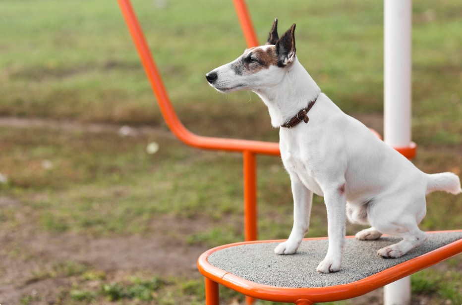 How to Recognize Negligence in Dog Boarding Facilities Before It’s Too Late