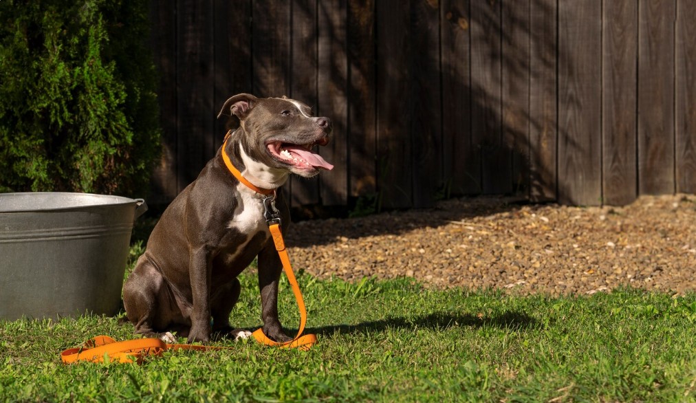 How to Report Negligent or Abusive Dog Training Facilities Effectively