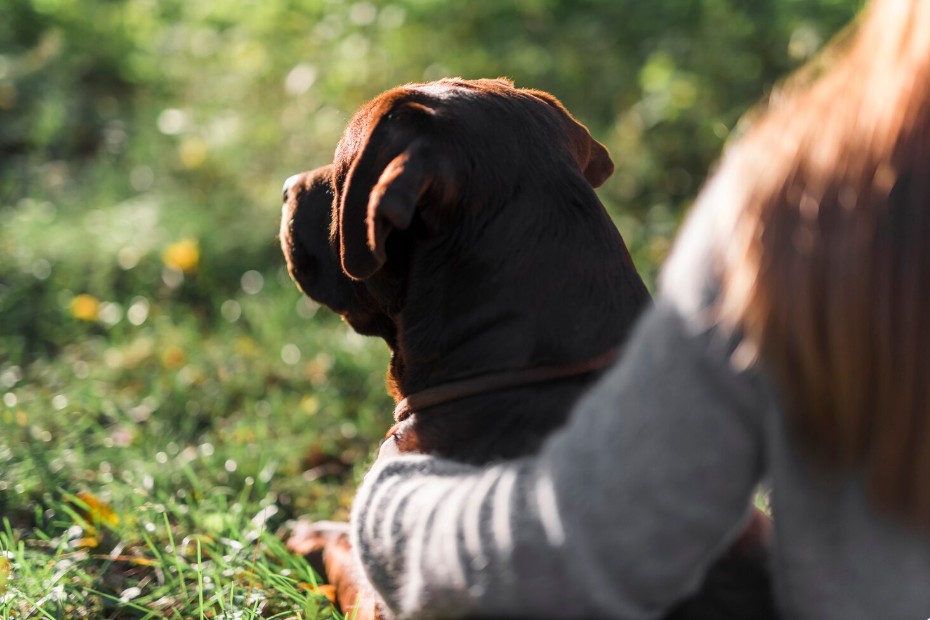 Finding Comfort: How Pet Loss Support Groups Help You Heal After Loss