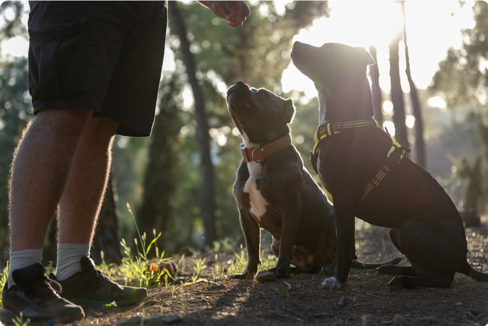Celebrating National Rescue Dog Day: A Tribute to Unconditional Love