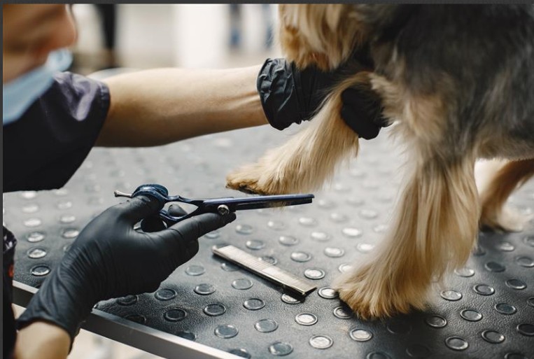 Pet Grooming Benefits: Healthy Grooming Tips for a Happy, Well-Cared Pet