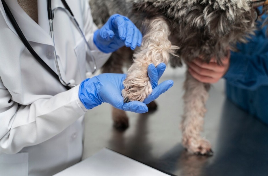 How to Identify If Your Dog Is Suffering From Allergies or Other Skin Issues
