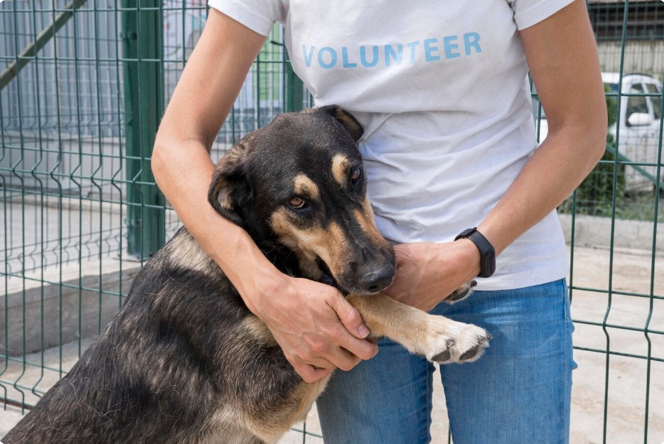 Recognize Signs of Trauma in Rescue Dogs and How to Respond