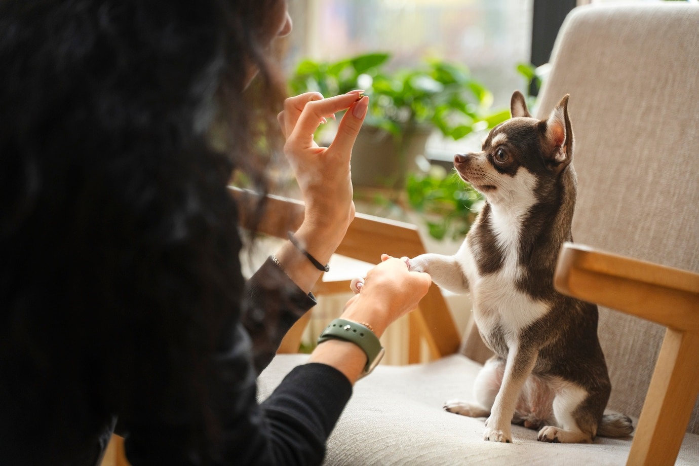 How to Introduce Your Dog to New Environments Safely