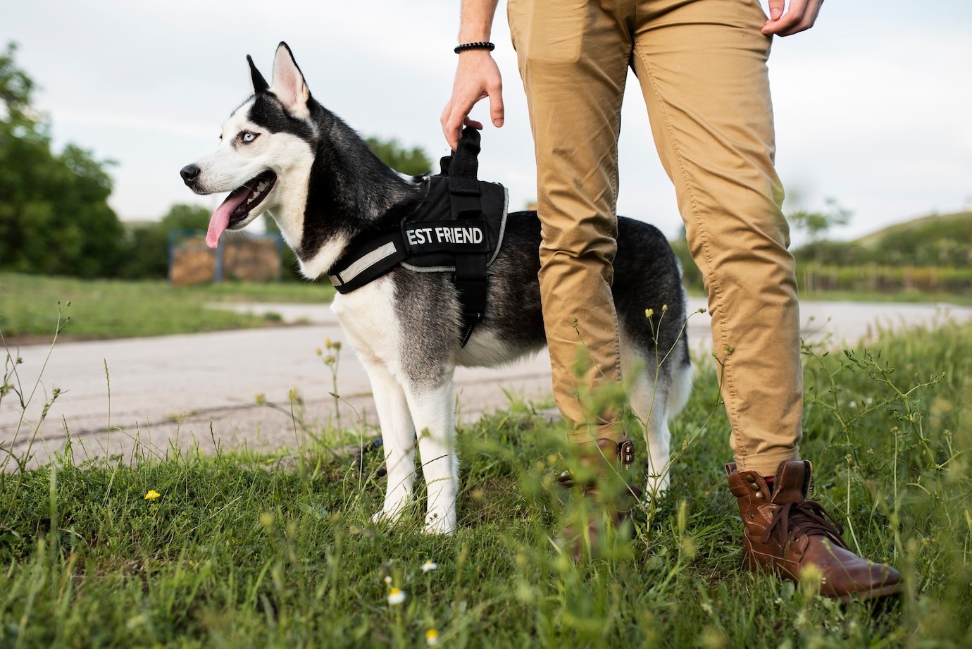 Understanding Herding Behavior in Shepherd Dogs