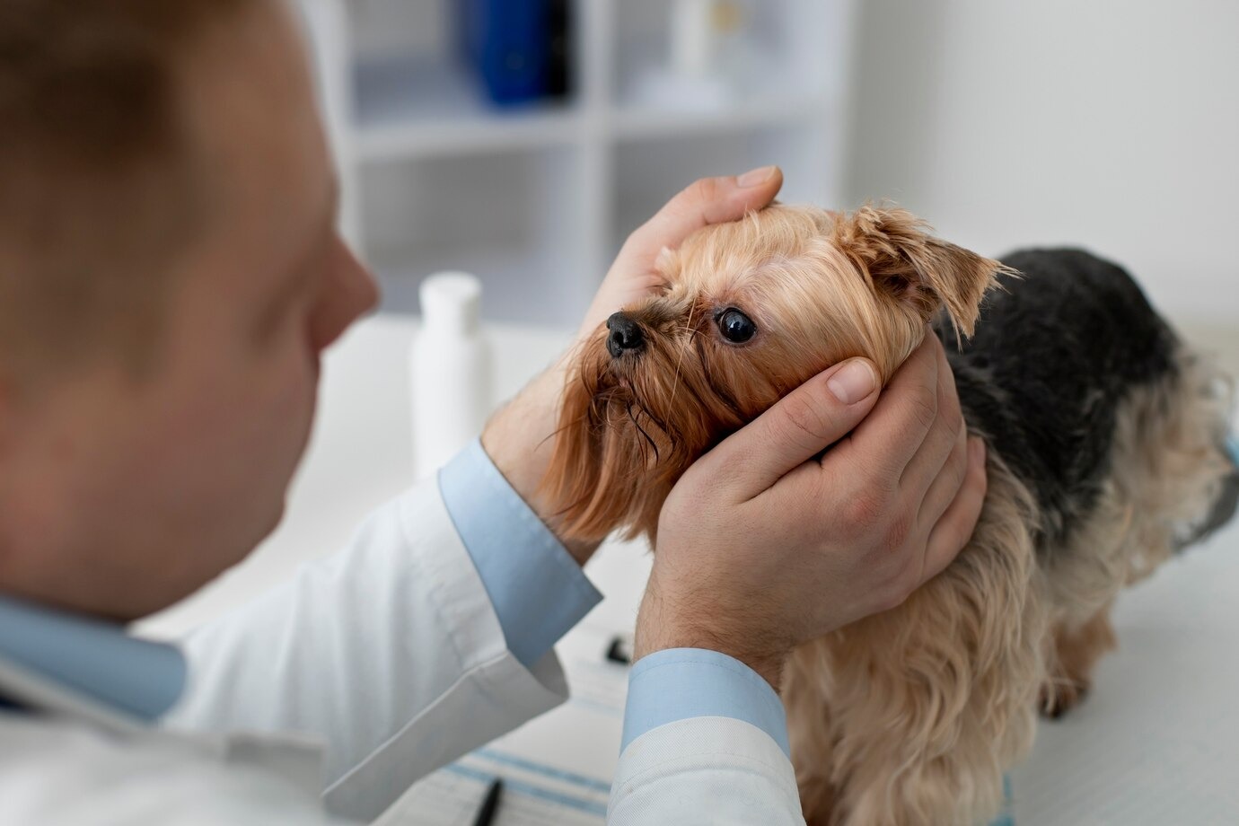 Bright Eyes: What Clear Eyes Say About Your Dog’s Health