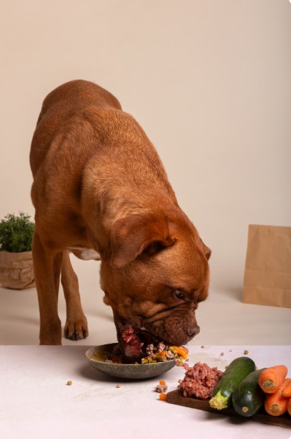 Is a Raw Diet Right for Your Dog? Pros & Cons
