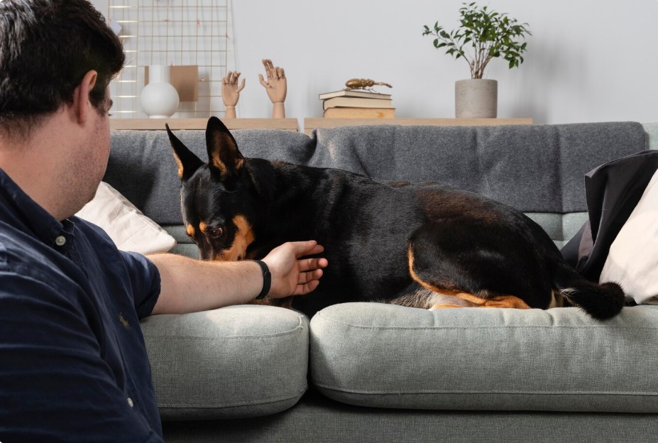 Recognizing Early Signs of Anxiety in Dogs and What to Do Next