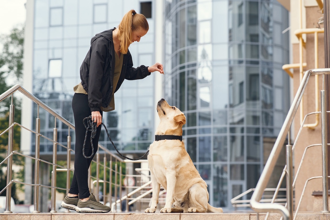 How Basic Commands Can Transform Your Shepherd Dog