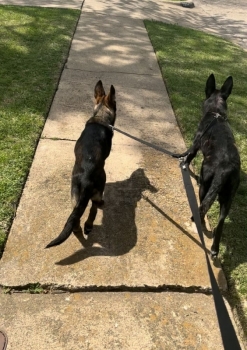 Leia and her sister Rey